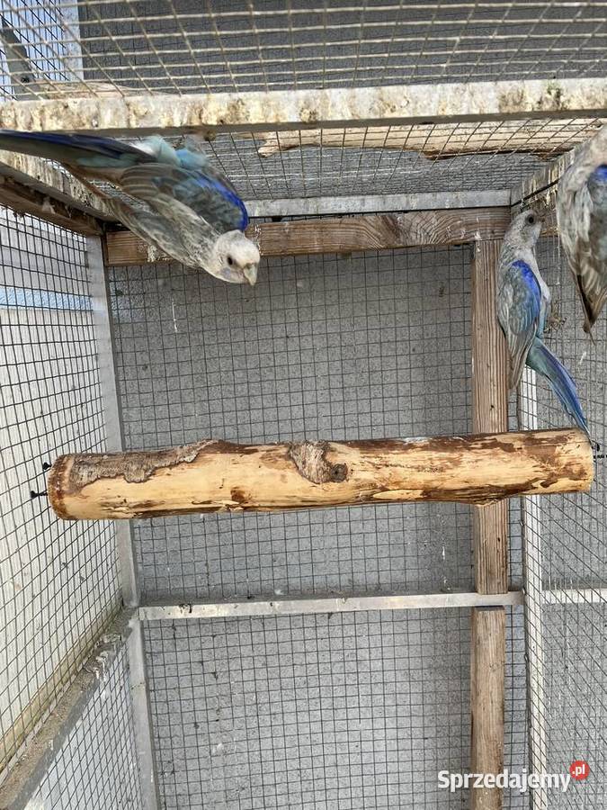 Rozelle białolice śląskie Sośnicowice