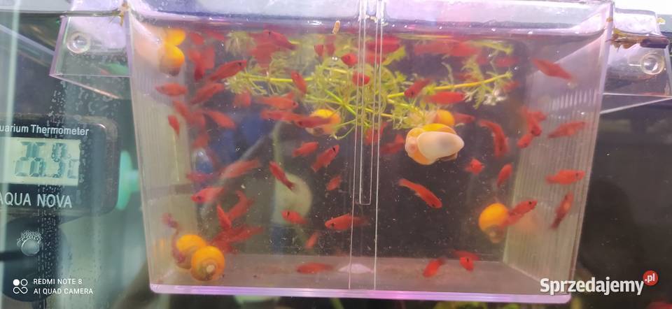 Mieczyki czyste Delty Łódź sprzedam