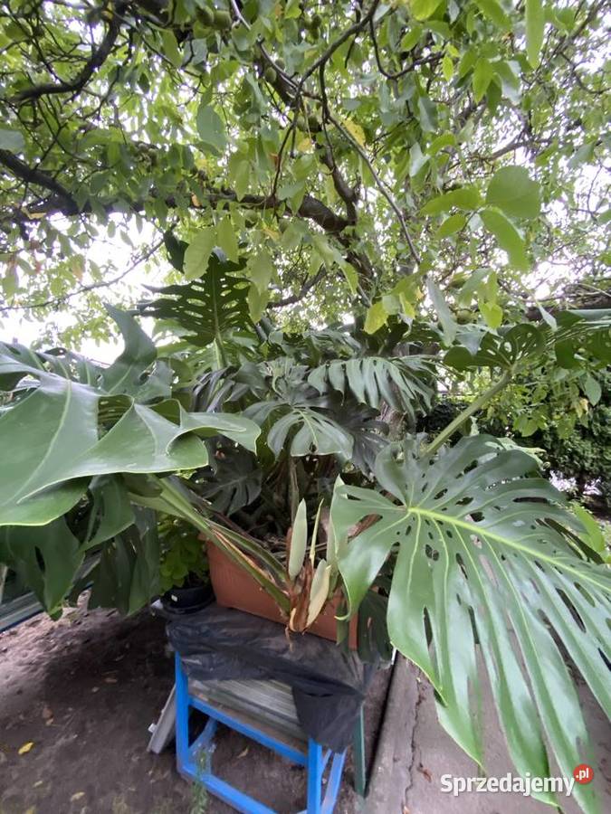 OGROMNA MONSTERA DELICIOSA ok 3 m kwitnąca i Wrocław