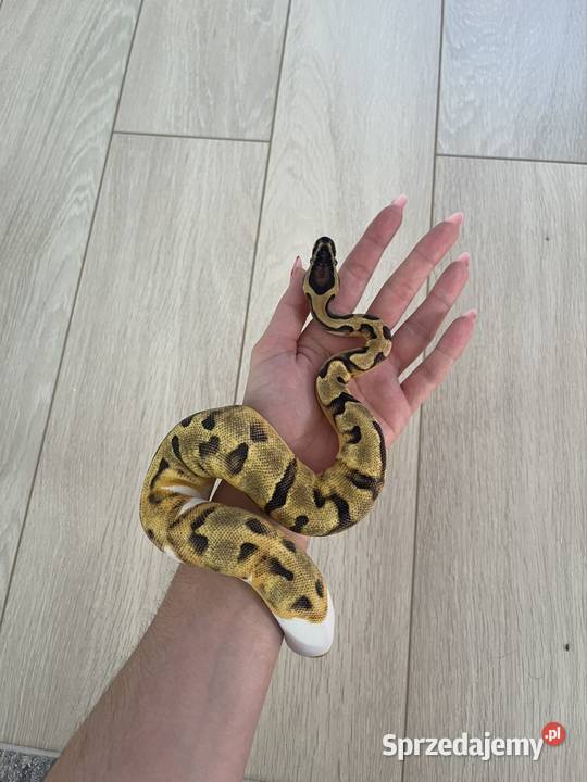 Enchi Piebald Samica Pytona Królewskiego Gady i płazy Warszawa