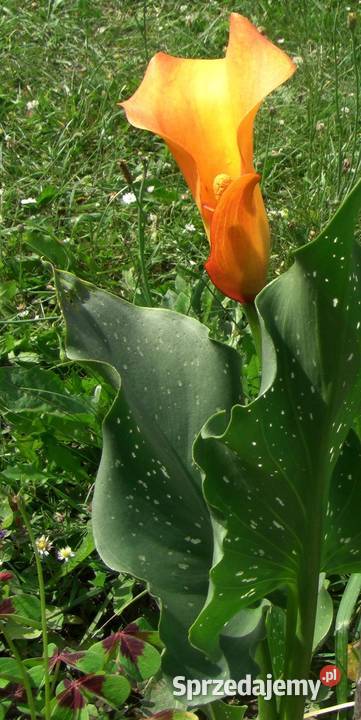 Kallakolor mango sprzedam