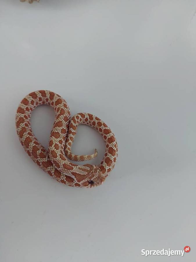 Heterodon zachodni Reda