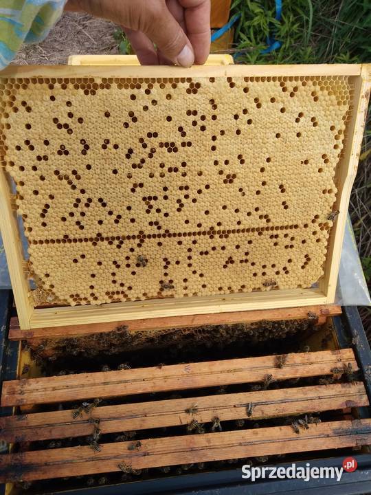Matki pszczele HYG NieUnasiennione Buckfast Warszawa