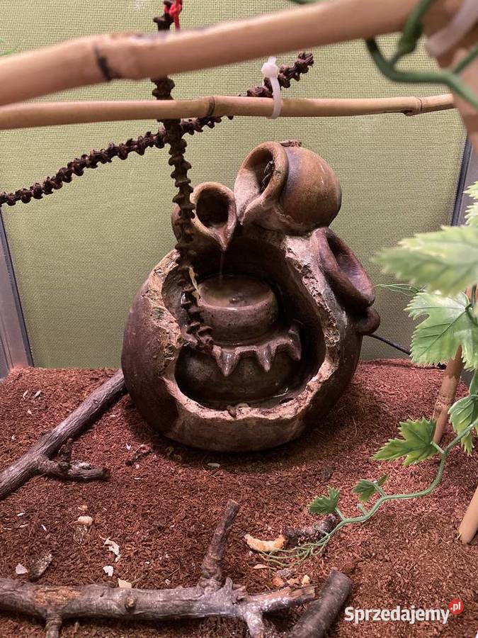 Kameleon lamparci Terrarium z wyposażeniem dolnośląskie Wilkszyn