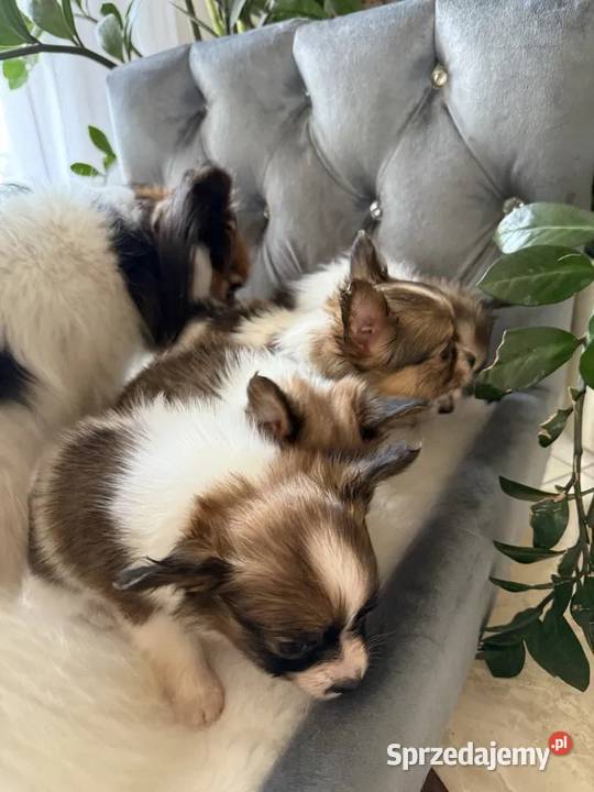 Papillon Spaniel Kontynentalny miniaturowy Szpic miniaturowy śląskie