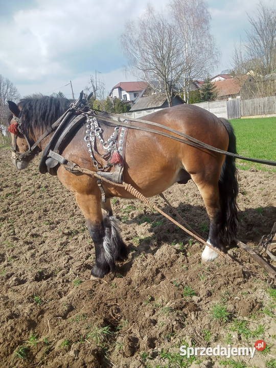 Ogierek zimnokrwisty ur luty 2024 Konie Kostomłoty Pierwsze