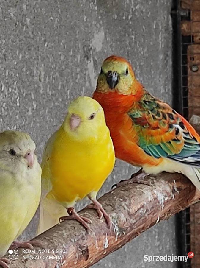 Sprzedam Aleksandretty świergotki i inne ptaki