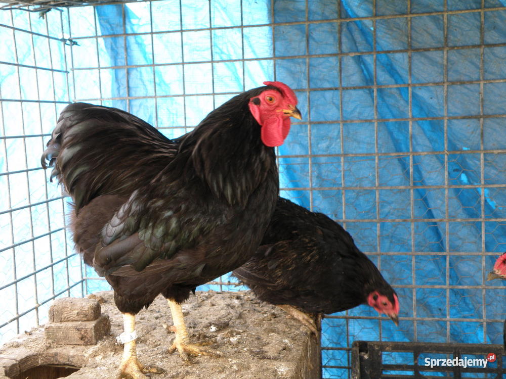 kury ozdobne pomorskie Łapalice