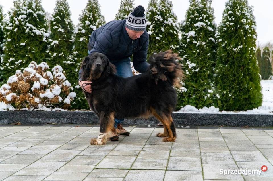 Owczarek Mongolski Bankhar sprzedam