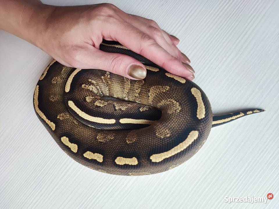 Wąż Pyton królewski GHI BlackHead Phantom Python
