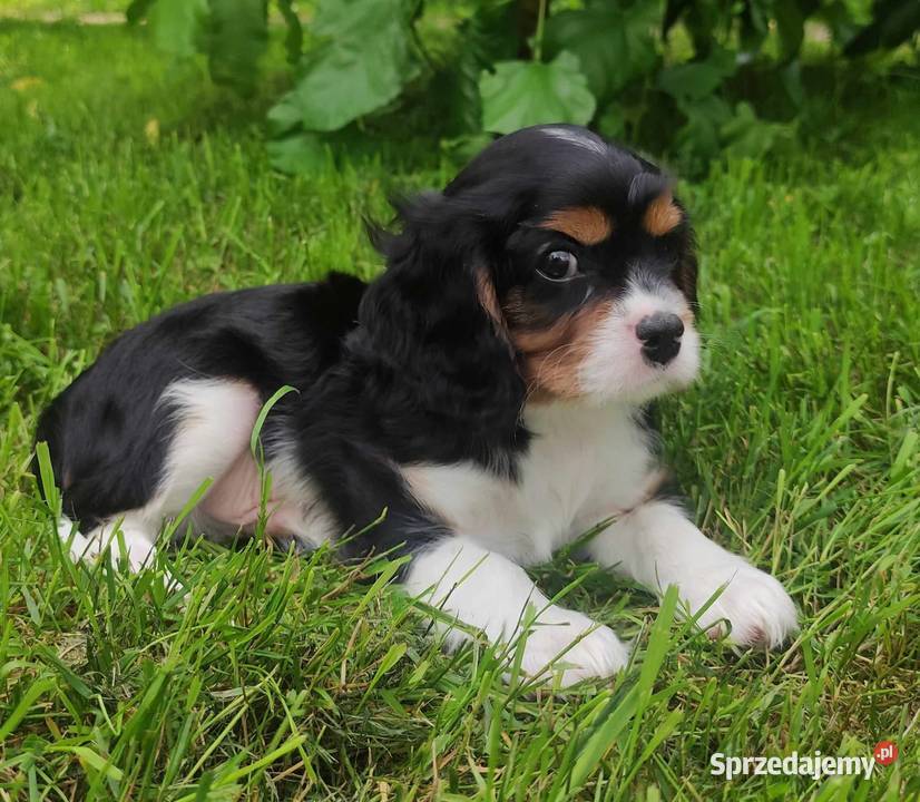 Cavalier King Charles Spaniel szczenię FCI kujawsko-pomorskie Bydgoszcz