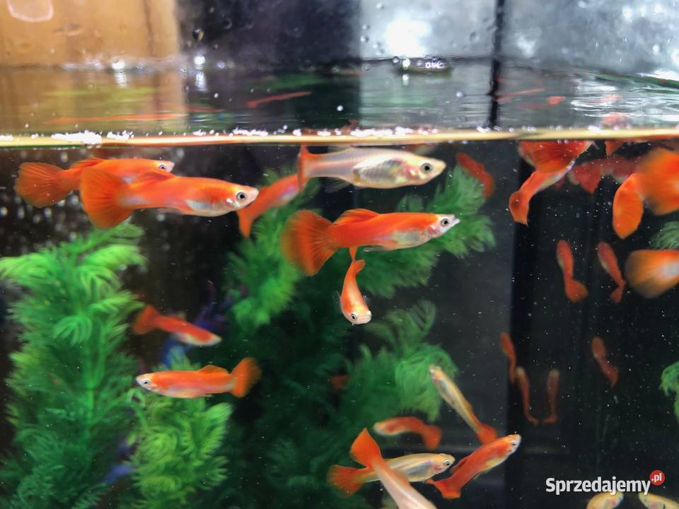 Gubik czerwony Justynów