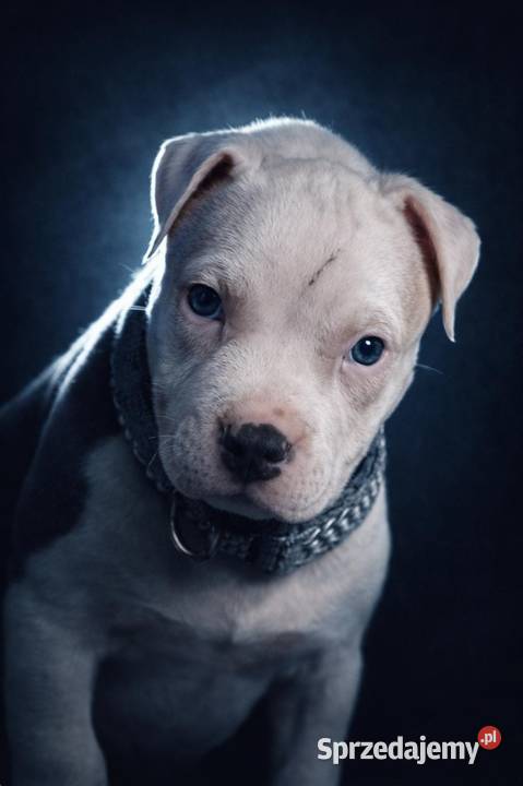 American Staffordshire Terrier Pies lubelskie Chełm sprzedam