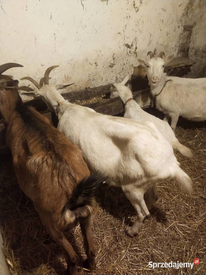 Kozy sanenskie mleczne zakocone Dębica