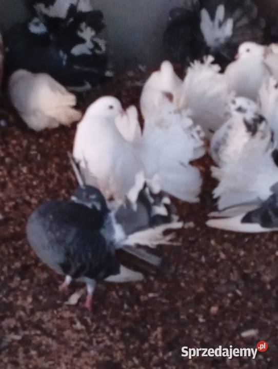 Gołebie pawie pawiki Drób i ptactwo lubuskie Lubiszyn