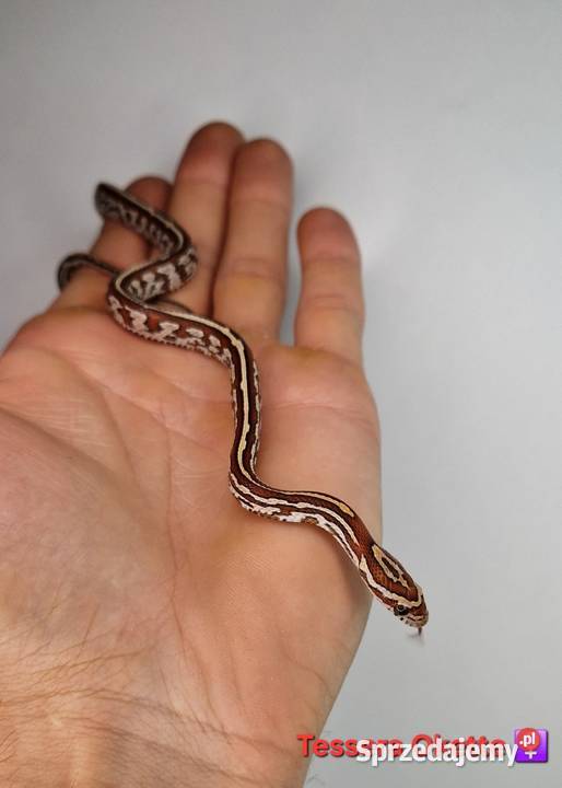 Węże zbożowe młode Knurów