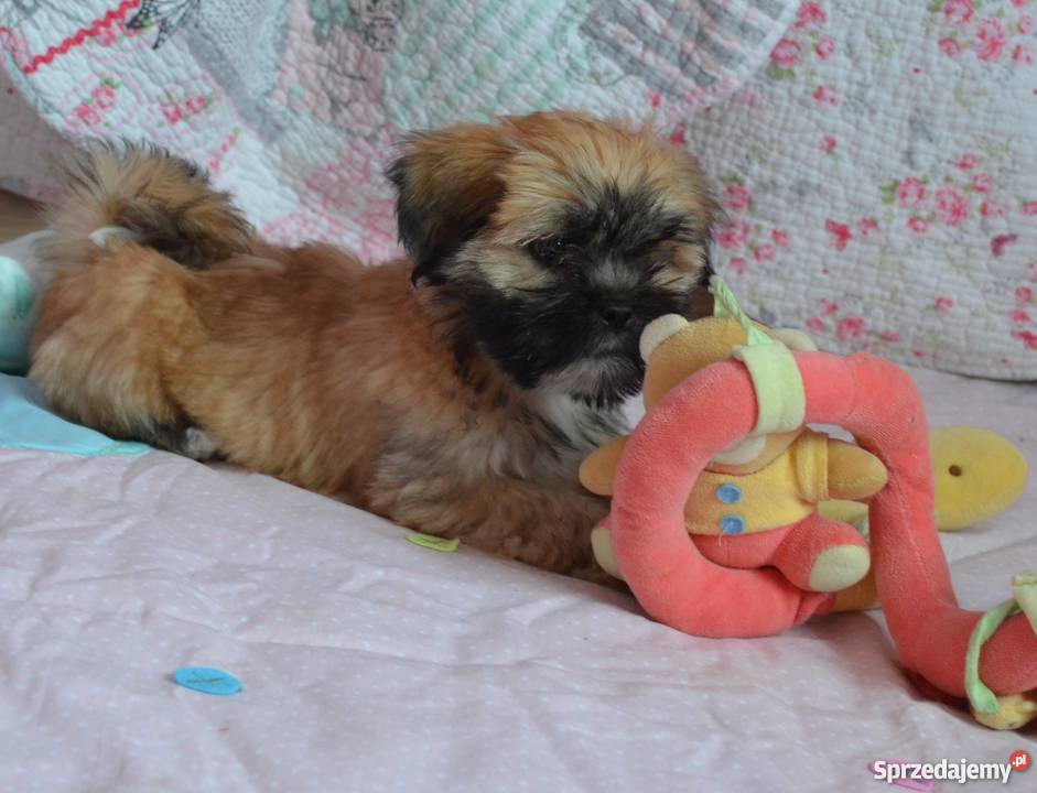 Kuzyn Shih Tzu uroczy piesek Lhasa apso lubelskie