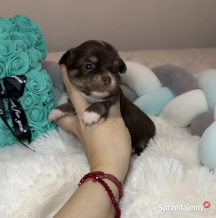 Chihuahua mini piesek czekoladowy długowłosy Psy