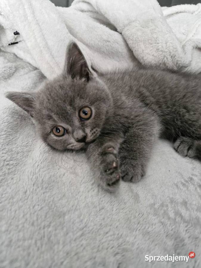 Koty Brytyjskie Lublin