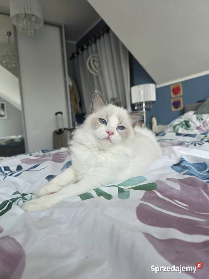 słodki kocurek kotek Latte FPL FiFE juz gotowy sprzedam