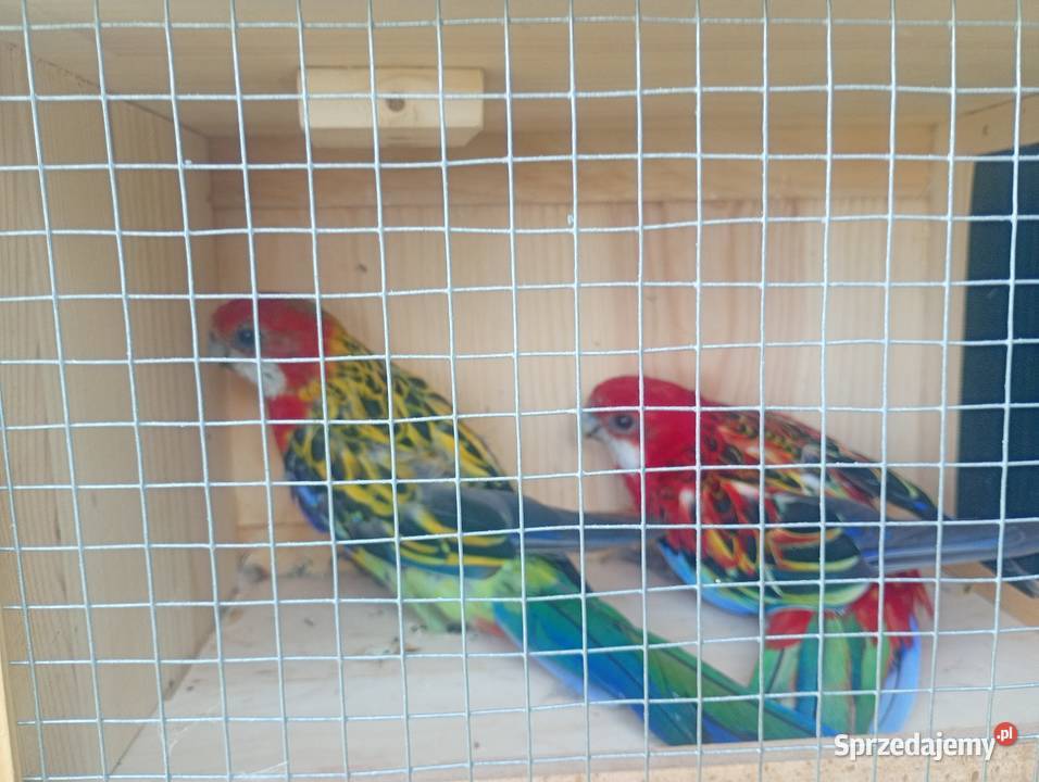 Rozela białolica para legowa łódzkie Wrzesiny