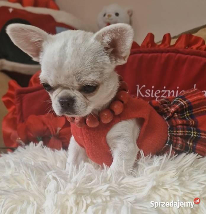 Chihuahua przepiękna dziewczynka Złocieniec