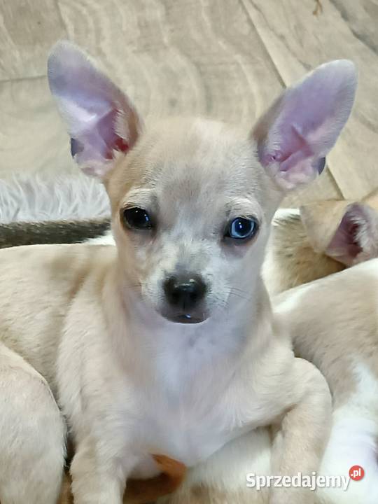 Chihuahua -mini pieski