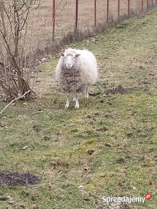 Sprzedam owce łódzkie Bełchatów sprzedam