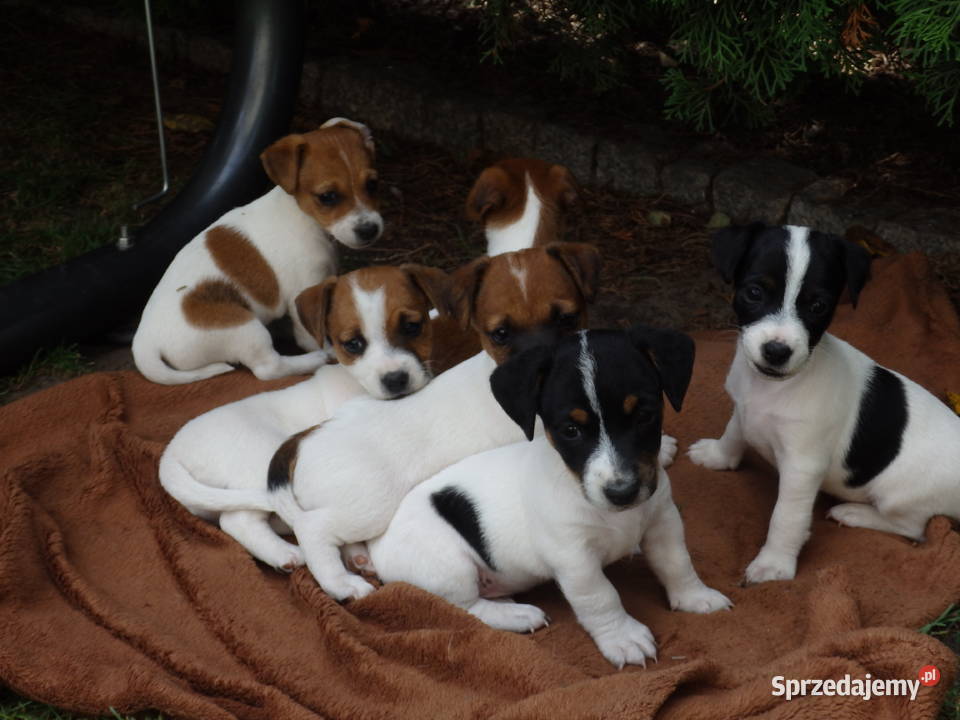 JACK RUSSELL TERRIER szczenięta wkrótce odbiór Bełchatów