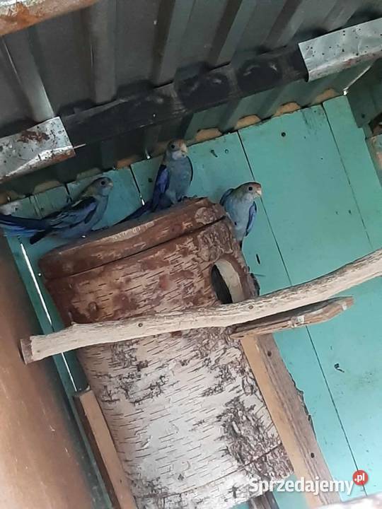 Rozelle bladogłowe małopolskie Skała