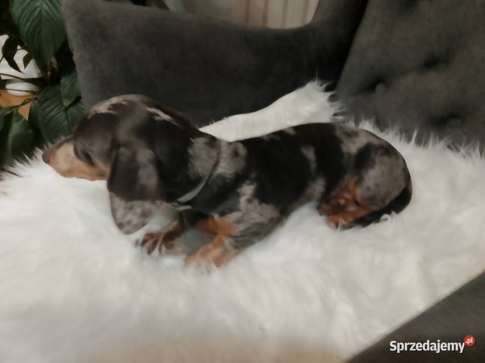 Jamnik Blue merle piesek mazowieckie Żyrardów
