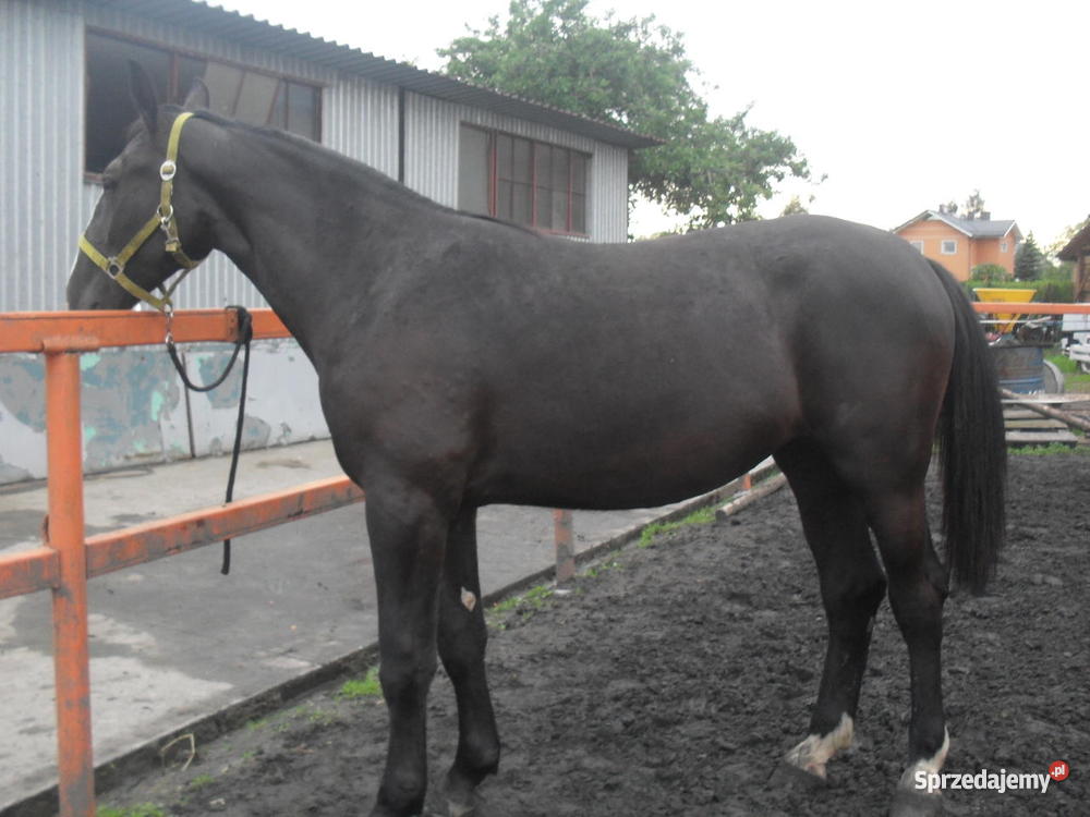 Klacz śląska 15 roku