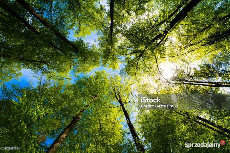 Sprzedam lasy 11000m2 Dąbrowa Górnicza sprzedam