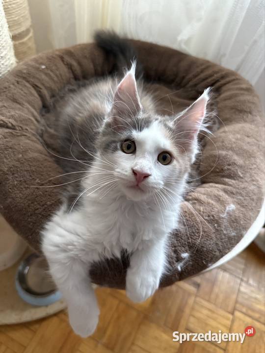 Kocięta Maine Coon do odbioru i rezerwacji