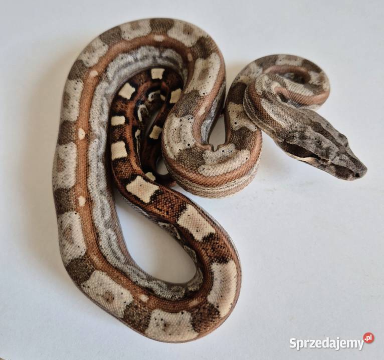 1 Boa cesarski cb25 samiec Chrzanów sprzedam