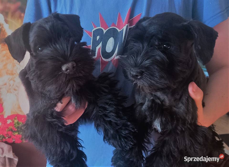 Sznaucer miniaturowy czarny Tarnów