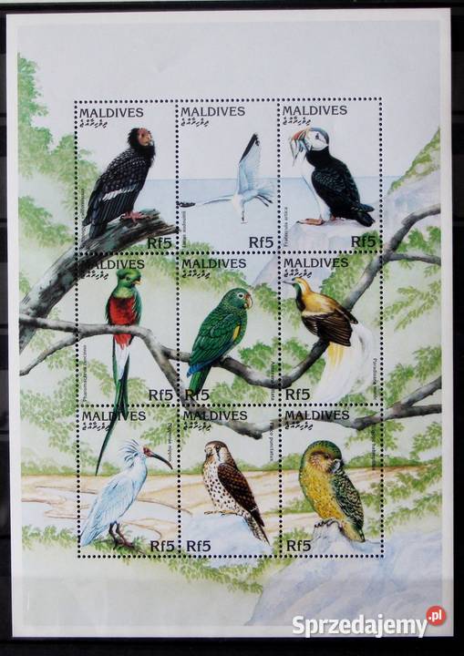 Malediwy arkusik ptaki Oborniki