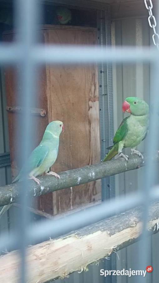 Aleksandretta Wieki i Chińska małopolskie Zator