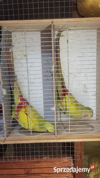 Sprzedam papugi rozelle królewskie górskie małopolskie Nowy Sącz sprzedam