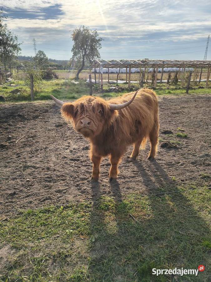 Bydło highland cattle Kłoda