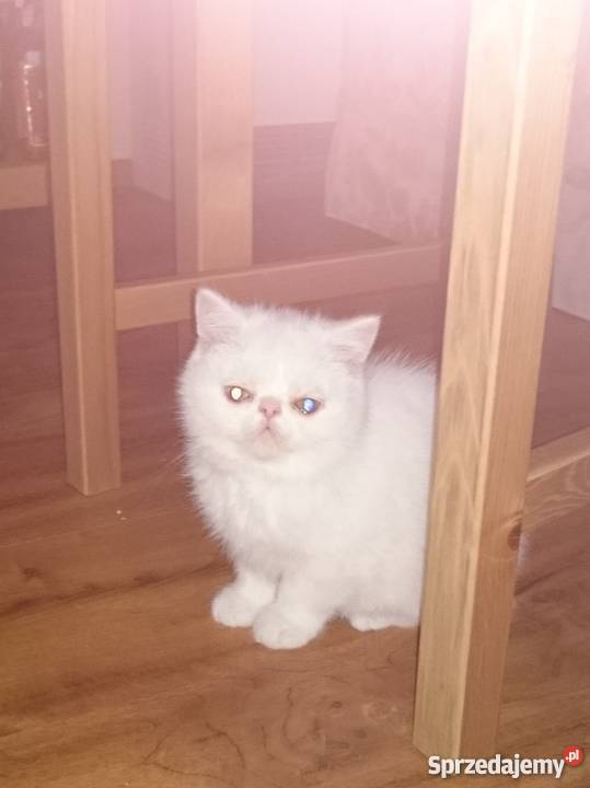 kocieta perskie biale