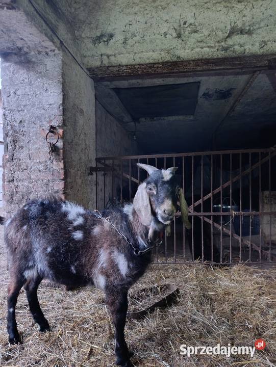 Koziołka SPRZEDAM mazowieckie Płock