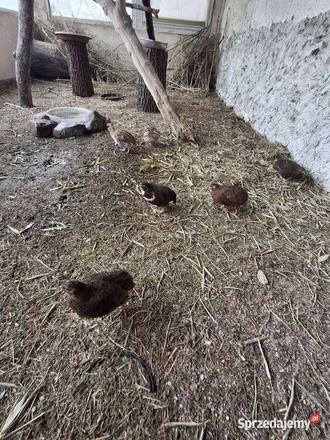 Likwidacja papug Rudna