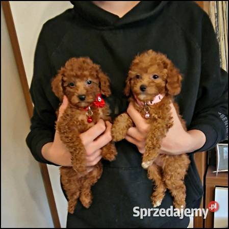 Pudel Pudelki red Pozostałe śląskie