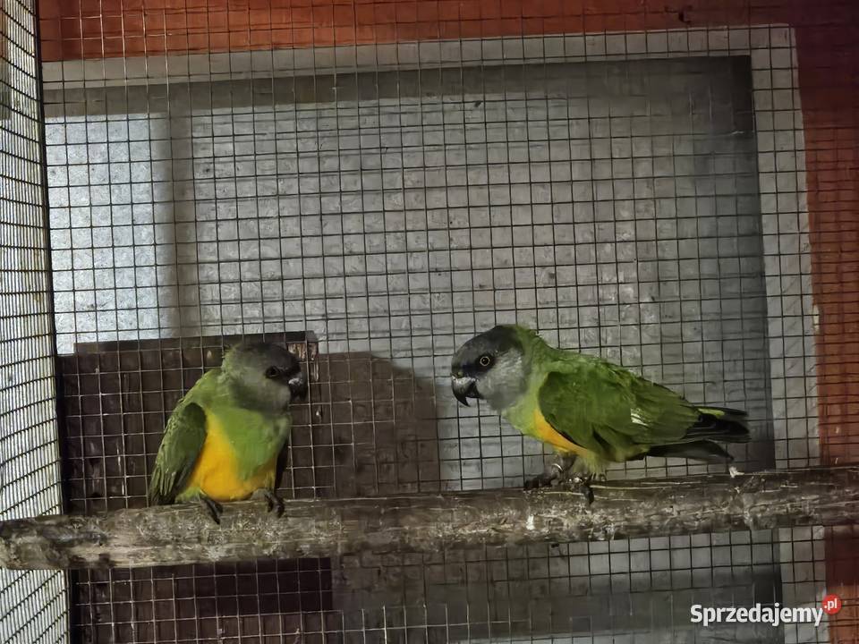 Afrykanka senegalska para sprzedam