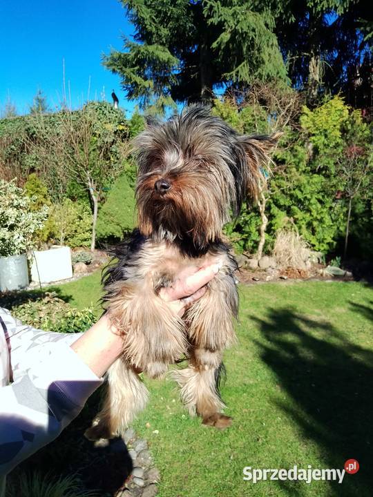 Sprzedam Yorkshire terrier Tanowo