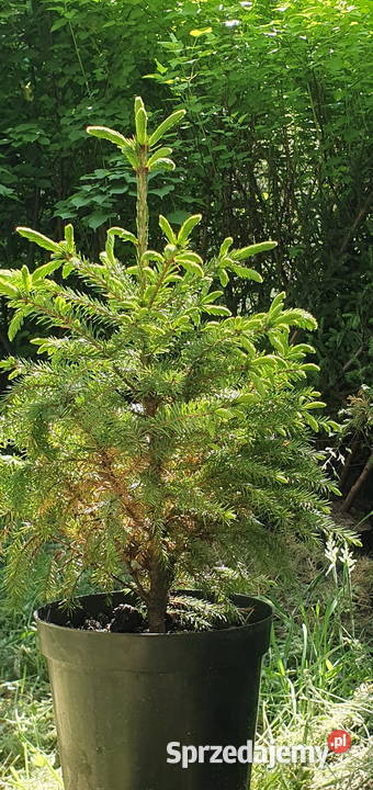 Świerk serbski w donicach Picea omorica w lubelskie Wisznice sprzedam