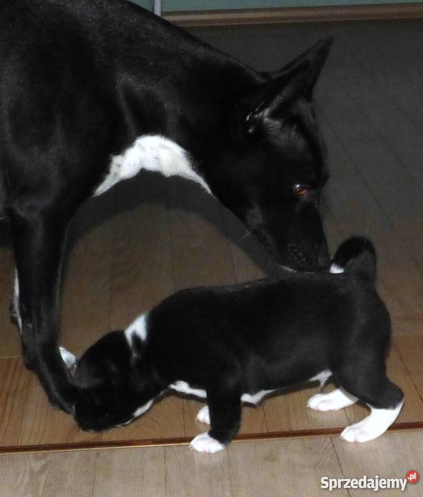 Basenji czarno biały piesek Tropik Z Gremlinkowa Psy Pabianice sprzedam