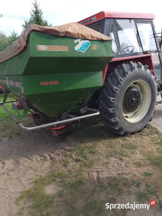 Sprzedam pszenżyto avocado Szczytniki sprzedam