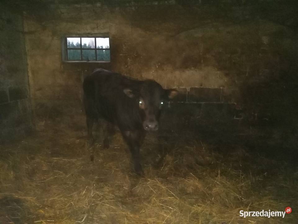 Byk LIMOUSINE ok 400 Urszulin